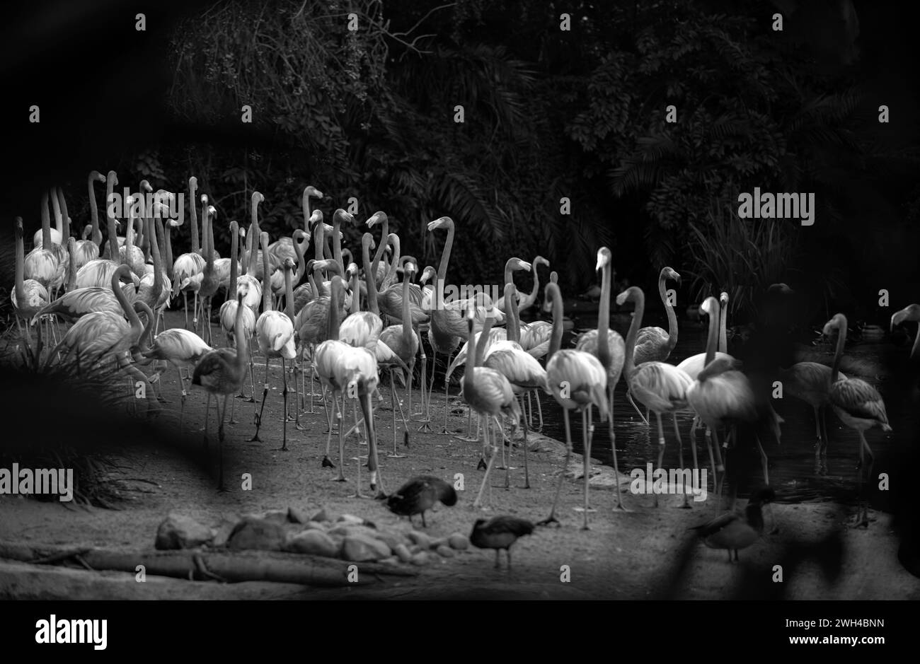 Flamants d'Amérique ou des Caraïbes, Phénicopterus ruber. Les flamants roses ou flamants roses sont un type d'oiseau de passage à gué de la famille des Phénicoptéridae. Flamingos rouges. Banque D'Images