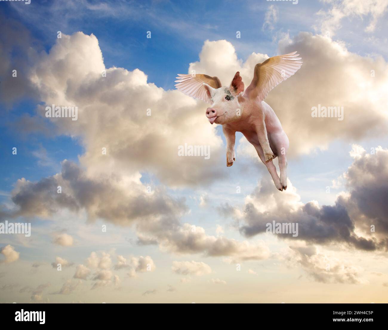 Un cochon sort sa langue alors qu'il s'élève à travers un ciel dramatique dans une image sur les possibilités, l'impossible, l'inattendu et l'imagination. Banque D'Images