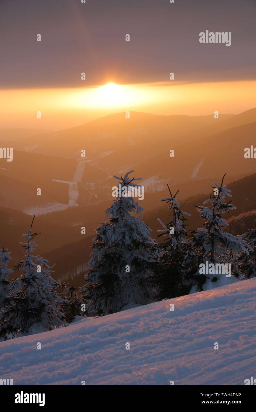 Coucher de soleil dans les montagnes et sapins enneigés dans les Carpates de la République tchèque. Photo prise sur une piste de ski de fond Banque D'Images