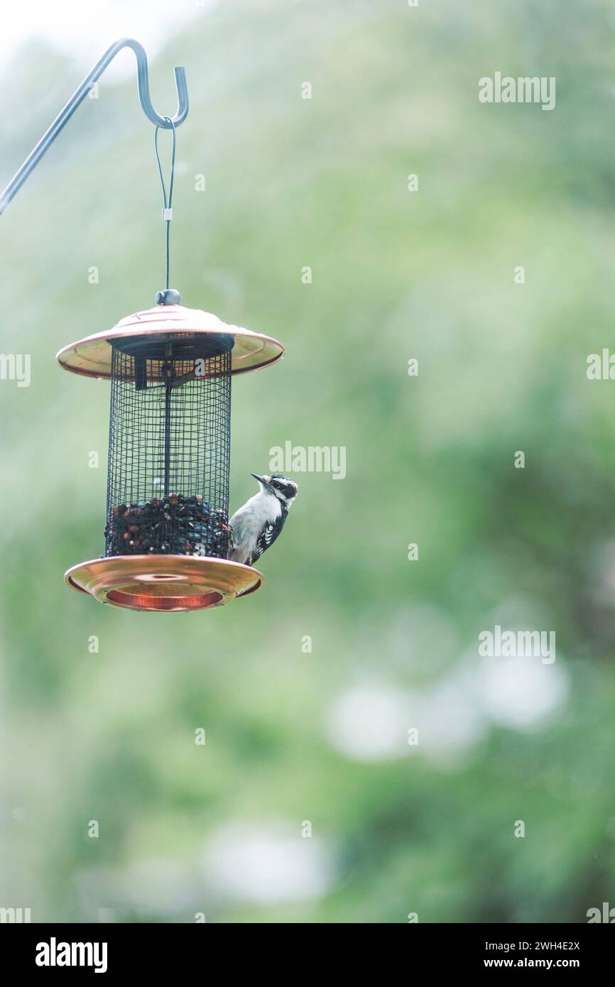 Un pic duveteux dans les bois du Wisconsin Banque D'Images