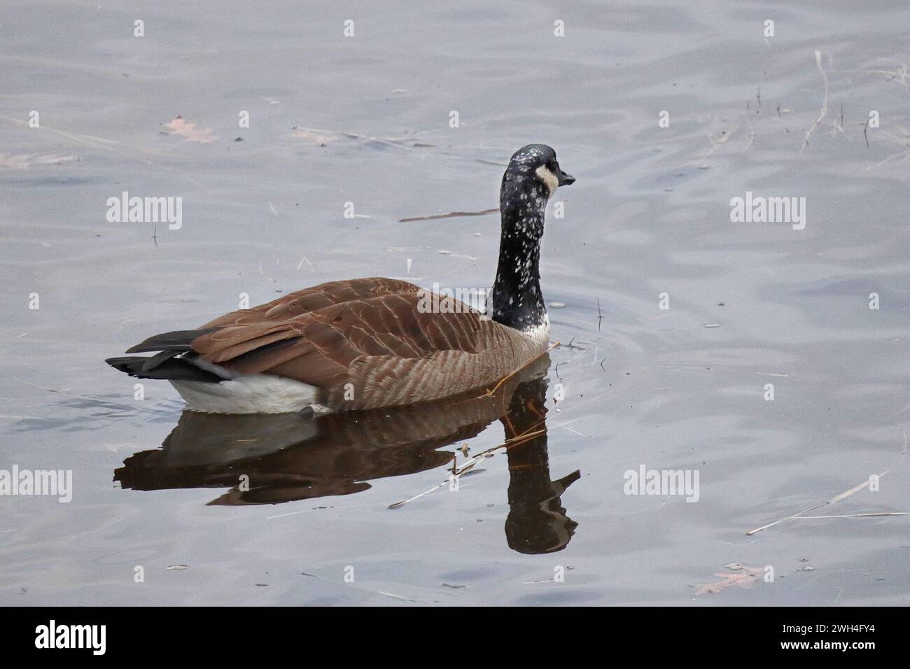 Leucistic Canada Goose (le leucisme est quand il est plus juste, avec des plumes blanches qui sont habituellement plus foncées / noires, mais pas un hybride ou albinos) Banque D'Images