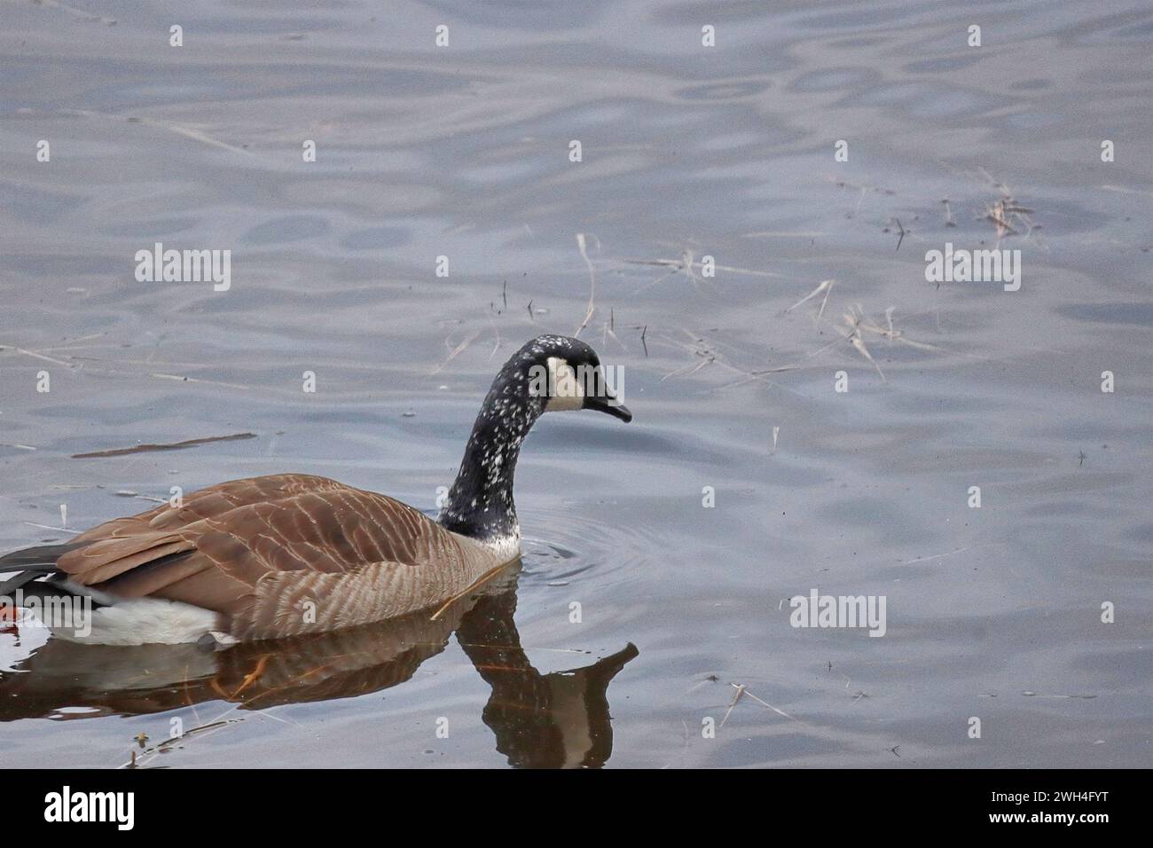 Leucistic Canada Goose (le leucisme est quand il est plus juste, avec des plumes blanches qui sont habituellement plus foncées / noires, mais pas un hybride ou albinos) Banque D'Images