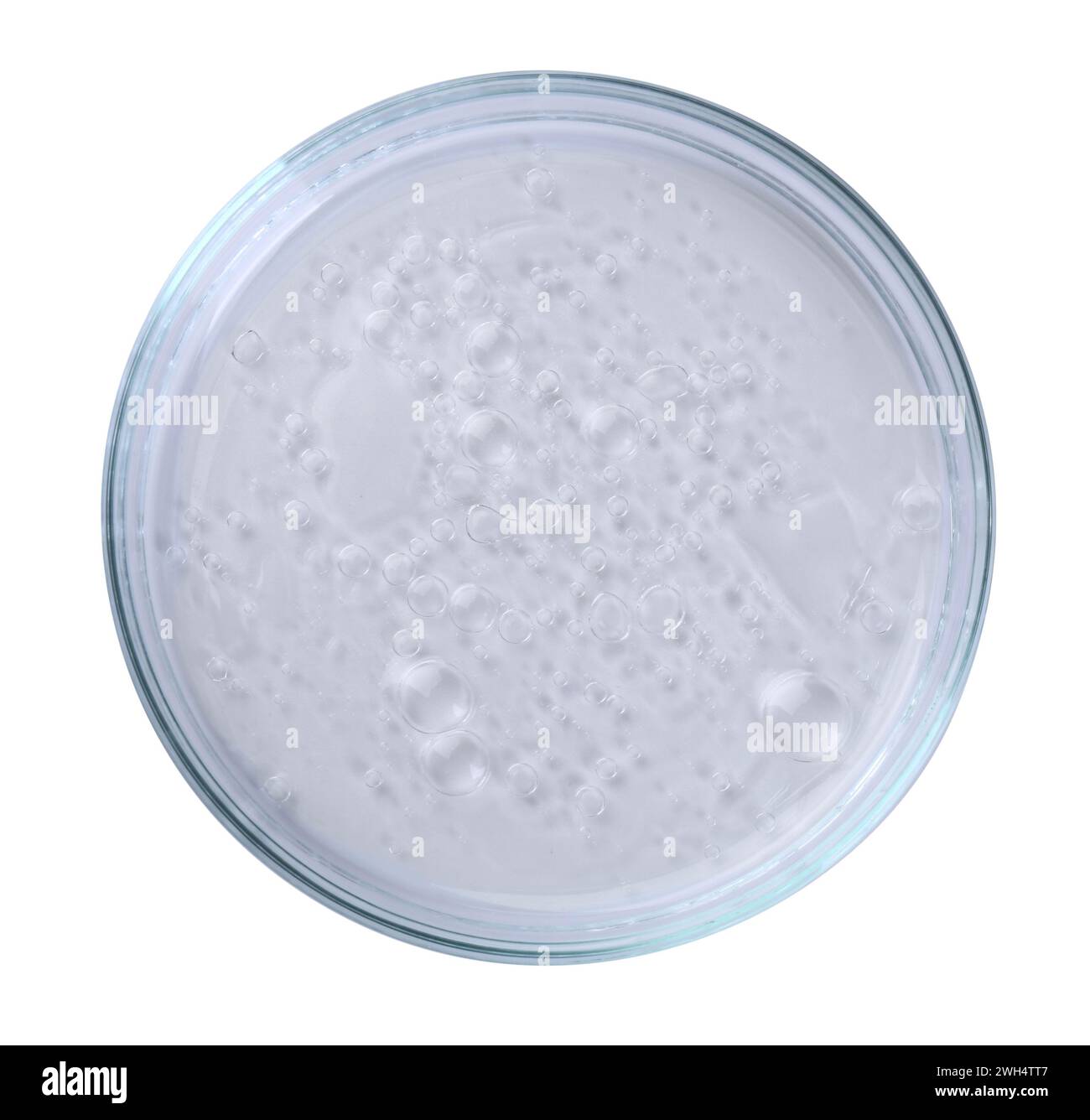 Boîte de Pétri avec échantillon liquide isolé sur blanc, vue de dessus Banque D'Images