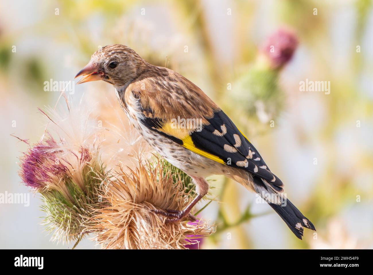 Égolfins européens avec jeunes plumage, se nourrissant des graines de thistles. Jeune européen goldfinch ou simplement goldfinch, nom latin Carduelis carte Banque D'Images