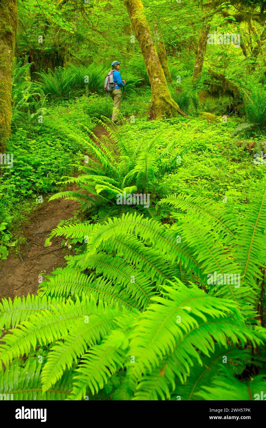 Sentier du lac Bloom, de la forêt d'état de l'Oregon, Clatsop Banque D'Images