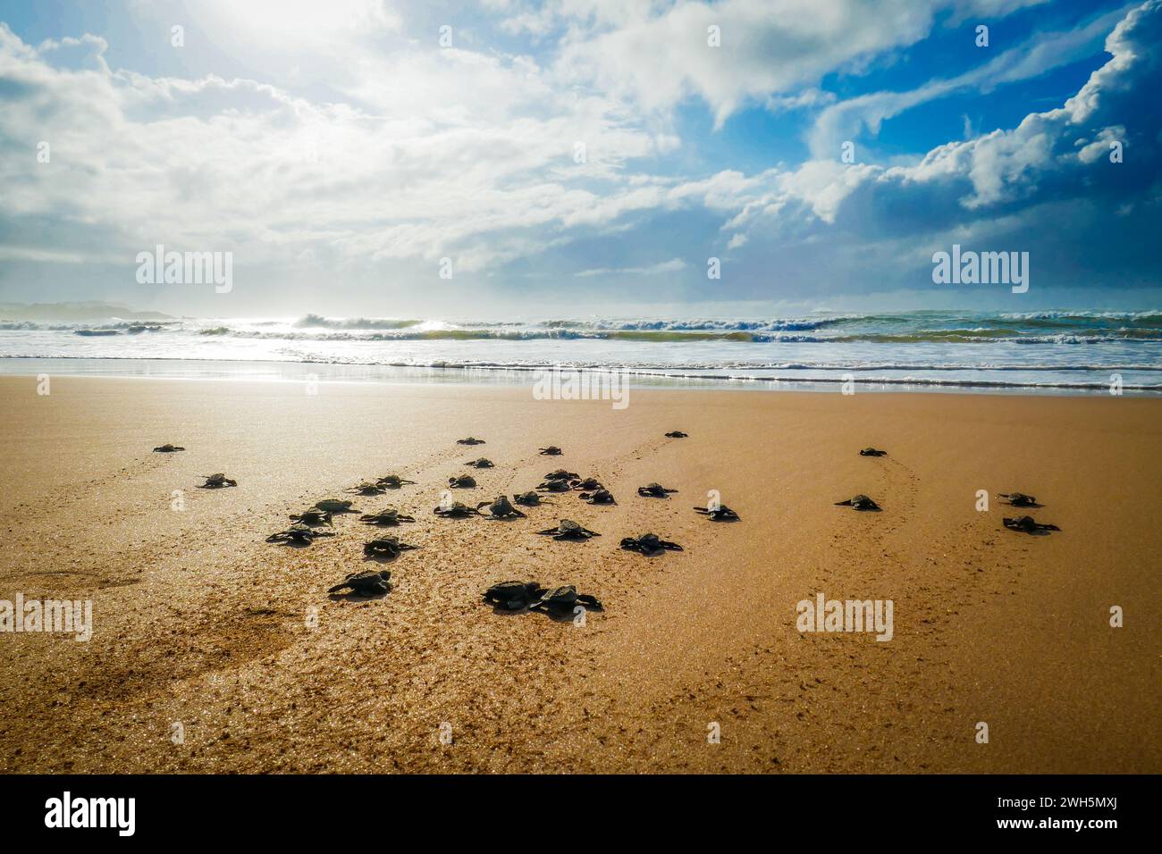 Les bébés tortues qui courent vers l’océan après leur éclosion sur une belle plage ghanéenne en Afrique Banque D'Images