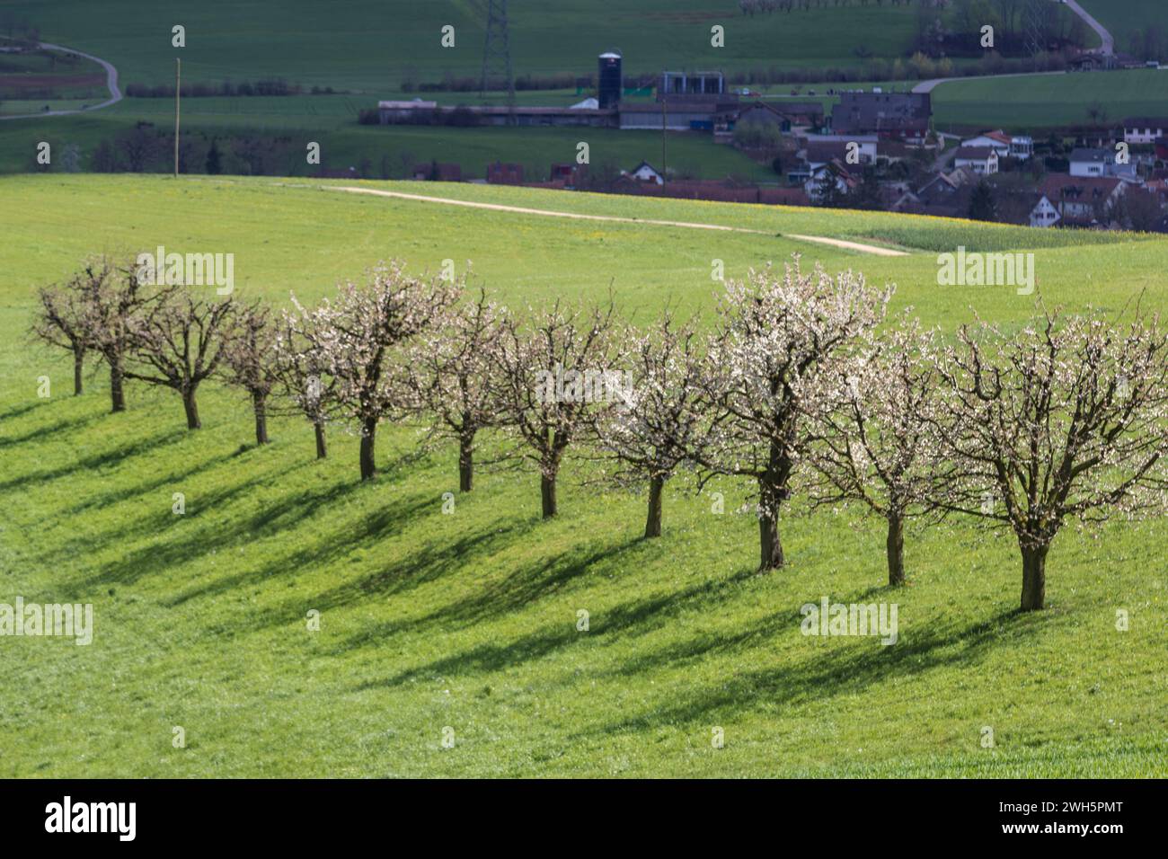 Une rangée de cerisiers en fleurs avec des ombres sur le champ vert au printemps Banque D'Images