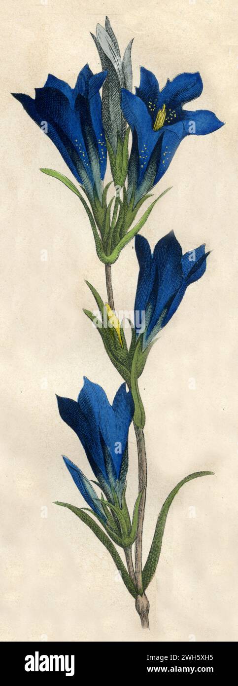 marsh gentiane Gentiana pneumonanthe, (livre de botanique, 1879), Lungen-Enzian Banque D'Images
