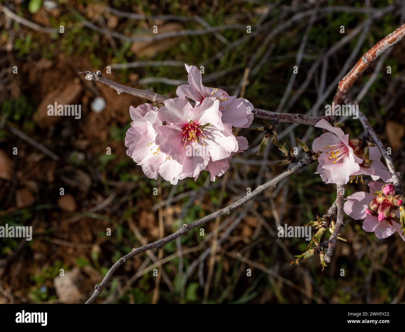 Amandiers en fleurs. Amandier. Fleurs blanches. Fond de fleurs. fond d'arbre de fleur de cerisier de printemps. Banque D'Images