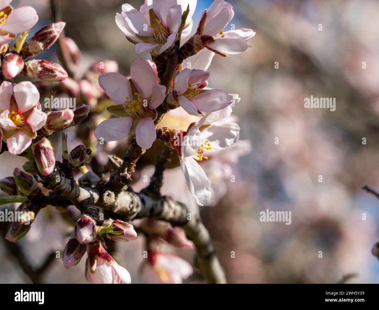 Amandiers en fleurs. Amandier. Fleurs blanches. Fond de fleurs. fond d'arbre de fleur de cerisier de printemps. Banque D'Images