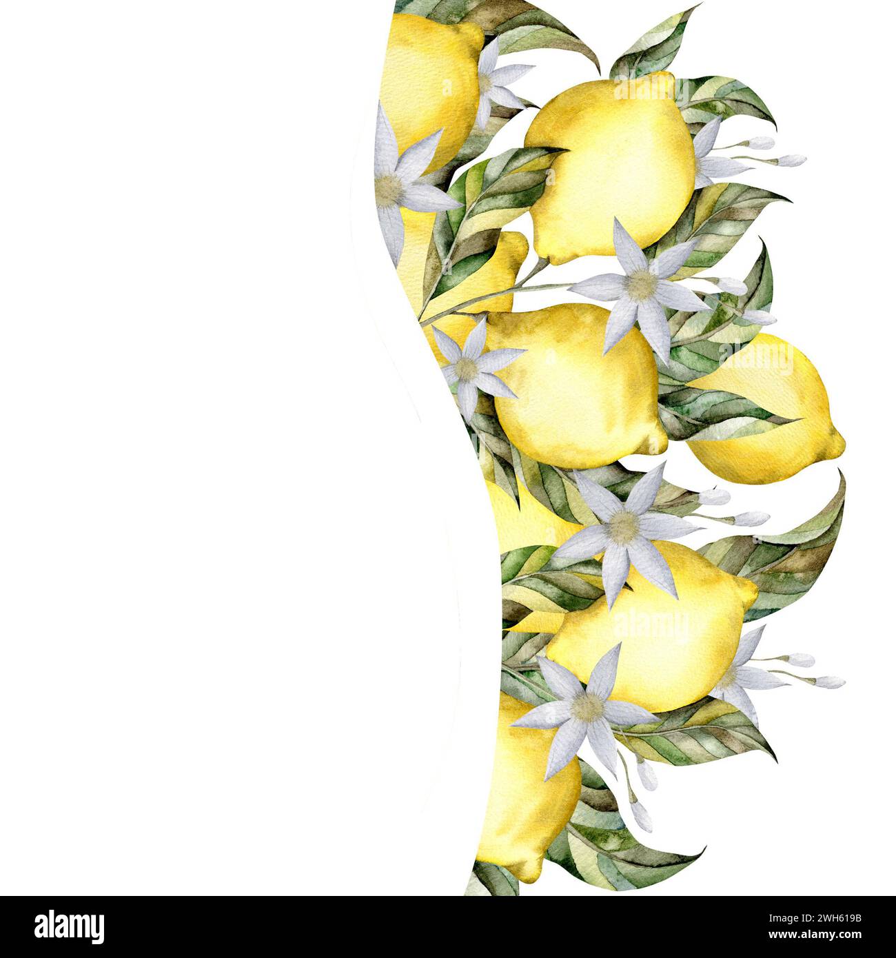 Illustration d'aquarelle dessinée à la main avec du citron sur une branche avec des feuilles. Composition pour la décoration et le design affiches, cartes postales, bannières Banque D'Images