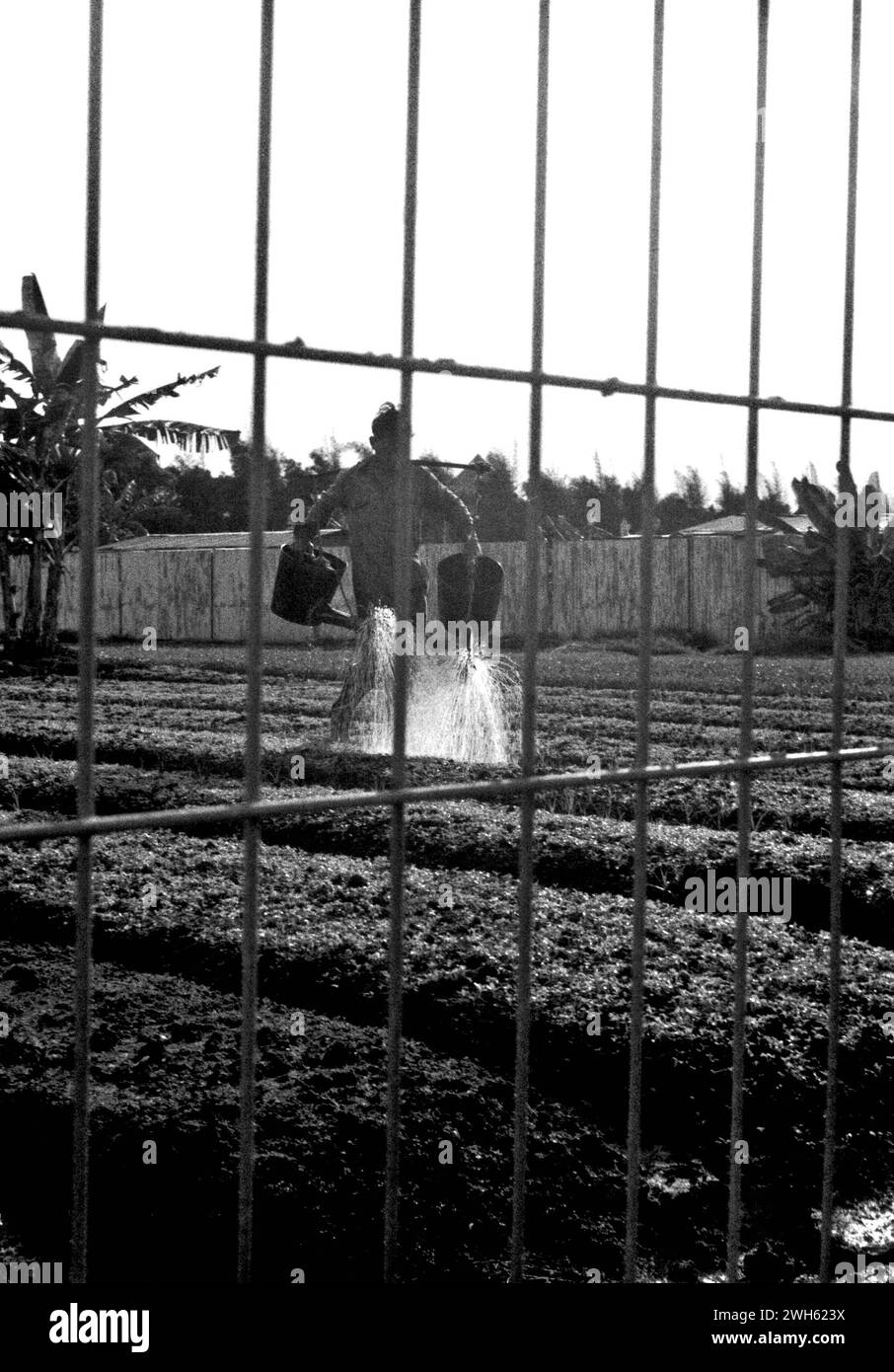 Un agriculteur urbain est photographié à travers une clôture de bord de route, alors qu’il arrose une terrasse de ferme maraîchère à Kelapa Gading, Jakarta Nord, Jakarta, Indonésie. Banque D'Images