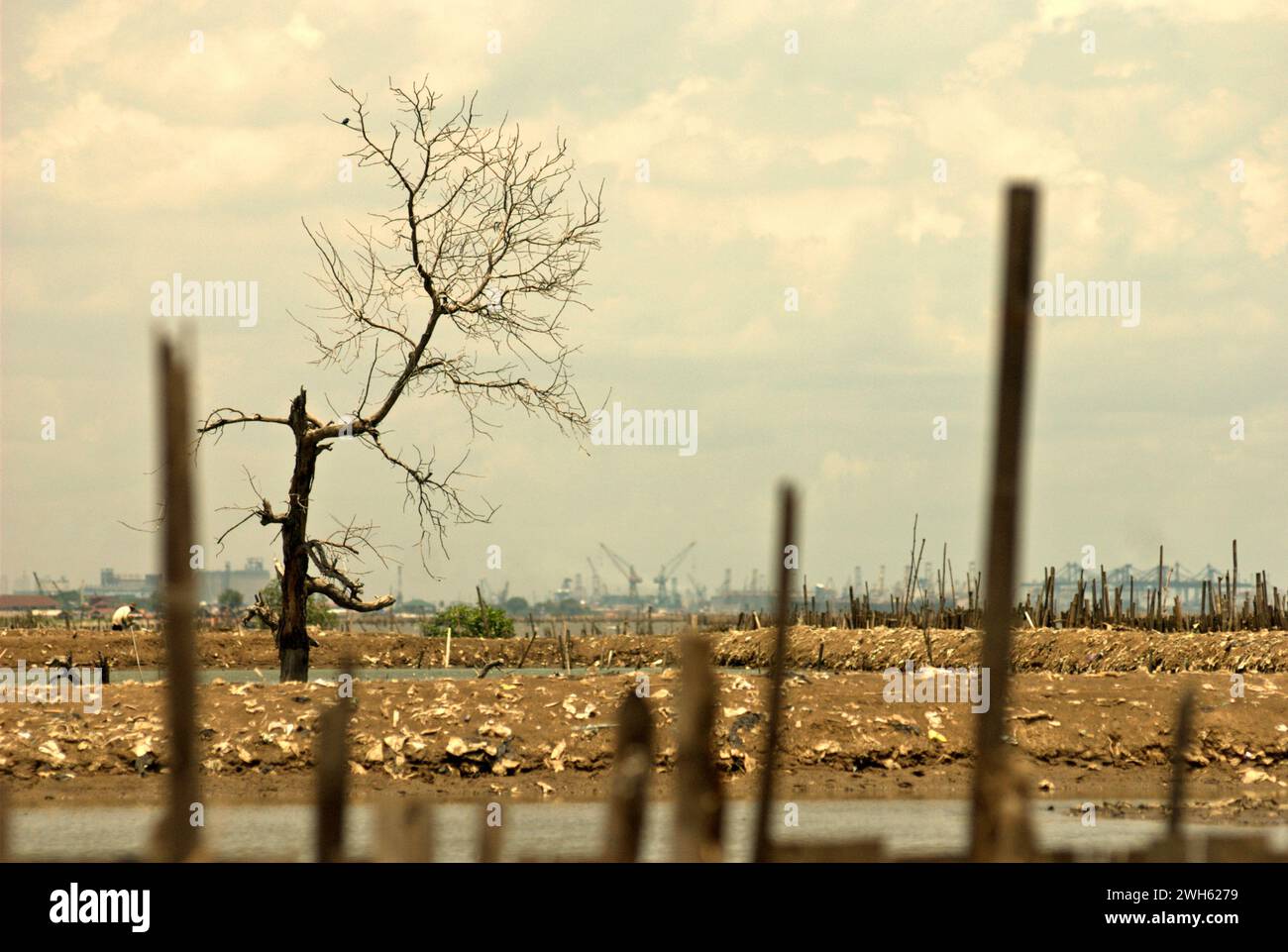 Un arbre sec sur le paysage côtier, qui est une ferme de crevettes construite sur une terre récupérée près de l'estuaire du canal des inondations de Jakarta, est photographié à partir de l'eau côtière administrativement située dans la régence de Bekasi, Java Ouest, Indonésie. Le port de Jakarta et la zone côtière de Jakarta peuvent être vus au loin. Banque D'Images
