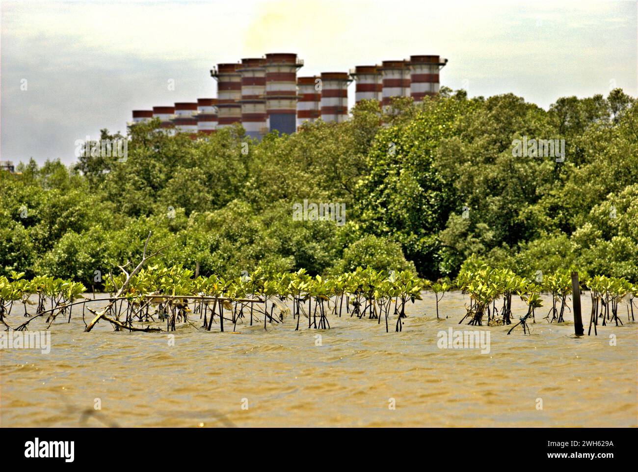 Vue d'une zone de réhabilitation de mangrove, dans un fond de forêt de mangrove et de la centrale électrique de Muara Tawar, est photographiée depuis les eaux côtières de la régence de Bekasi à Java Ouest, en Indonésie. Banque D'Images