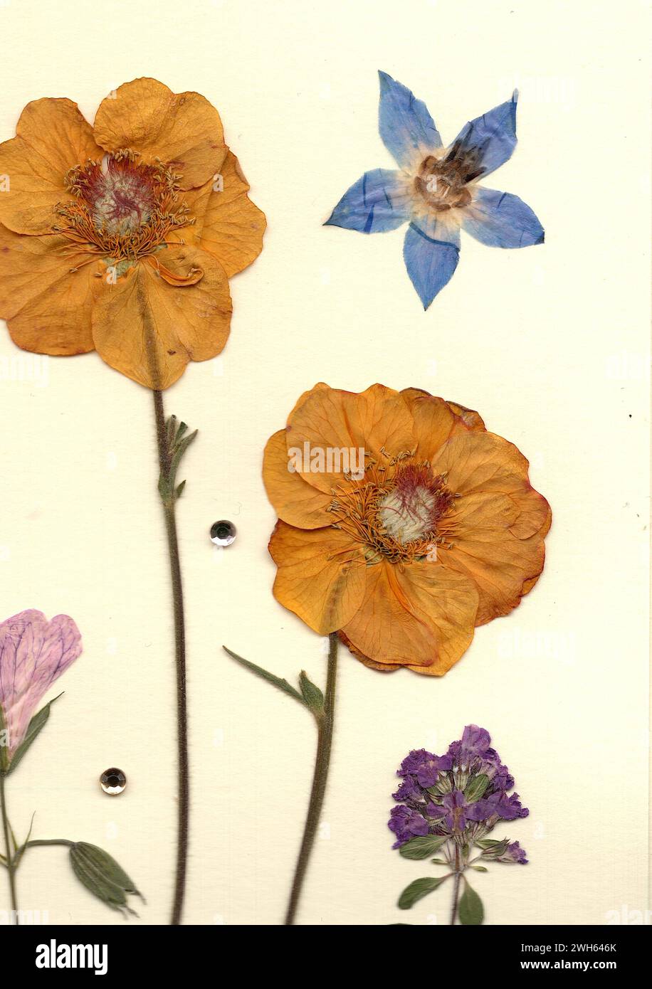 Fleurs d'été pressées sur un fond crème. Banque D'Images