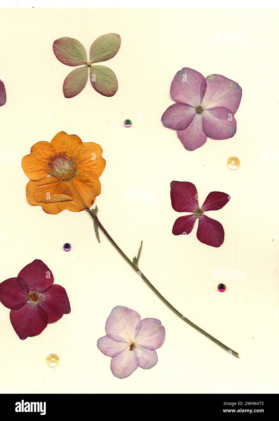 Fleurs d'été pressées sur un fond crème. Banque D'Images