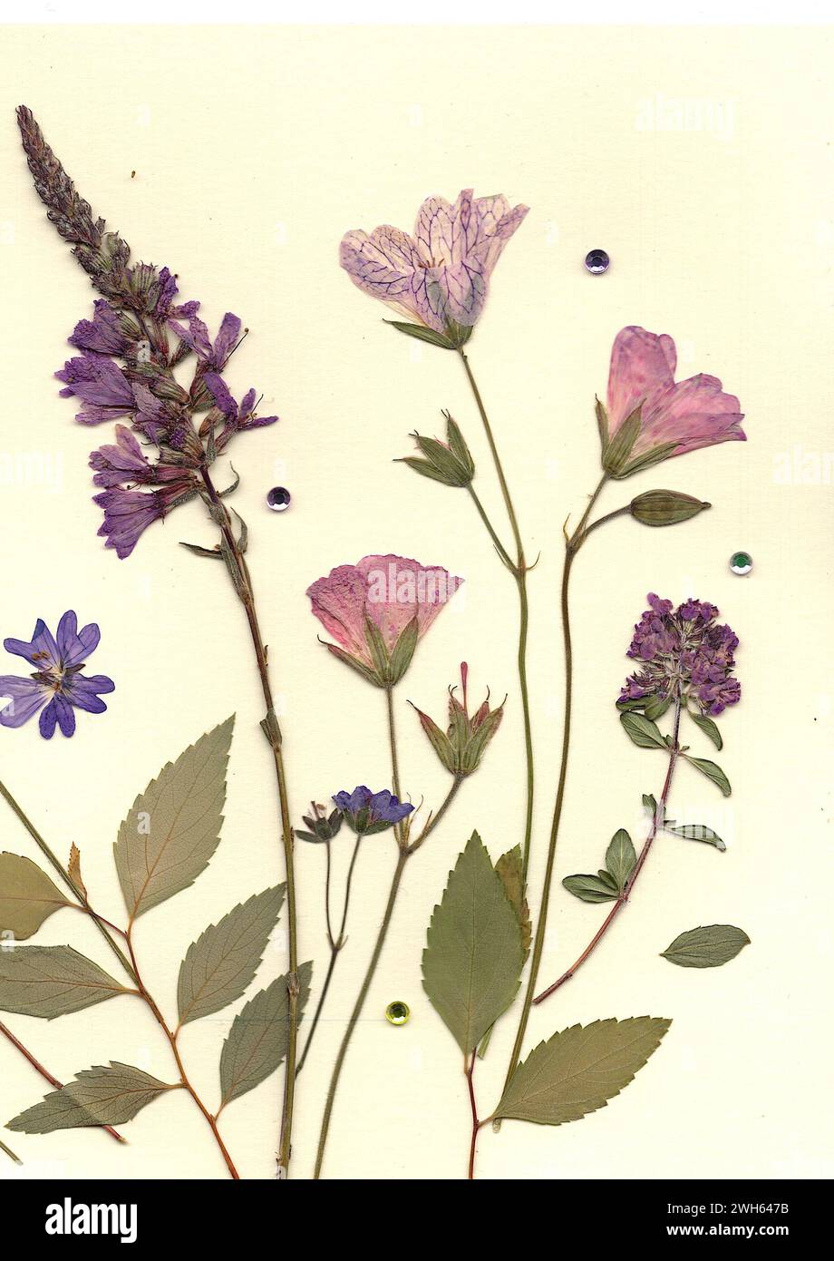 Fleurs d'été pressées sur un fond crème. Banque D'Images