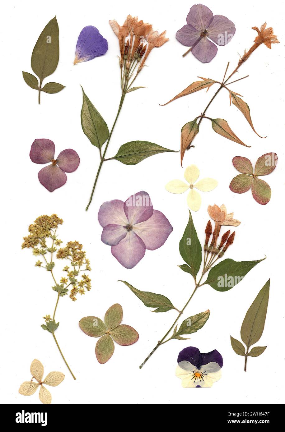 Fleurs d'été pressées sur un fond crème. Banque D'Images