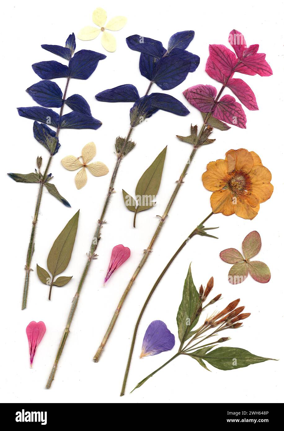 Fleurs d'été pressées sur fond blanc. Banque D'Images