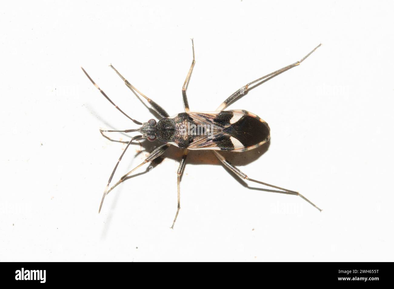 Seed Bug, Dieuches notatus, endémique de Nouvelle-Zélande, Nelson, Île du Sud, Nouvelle-Zélande Banque D'Images