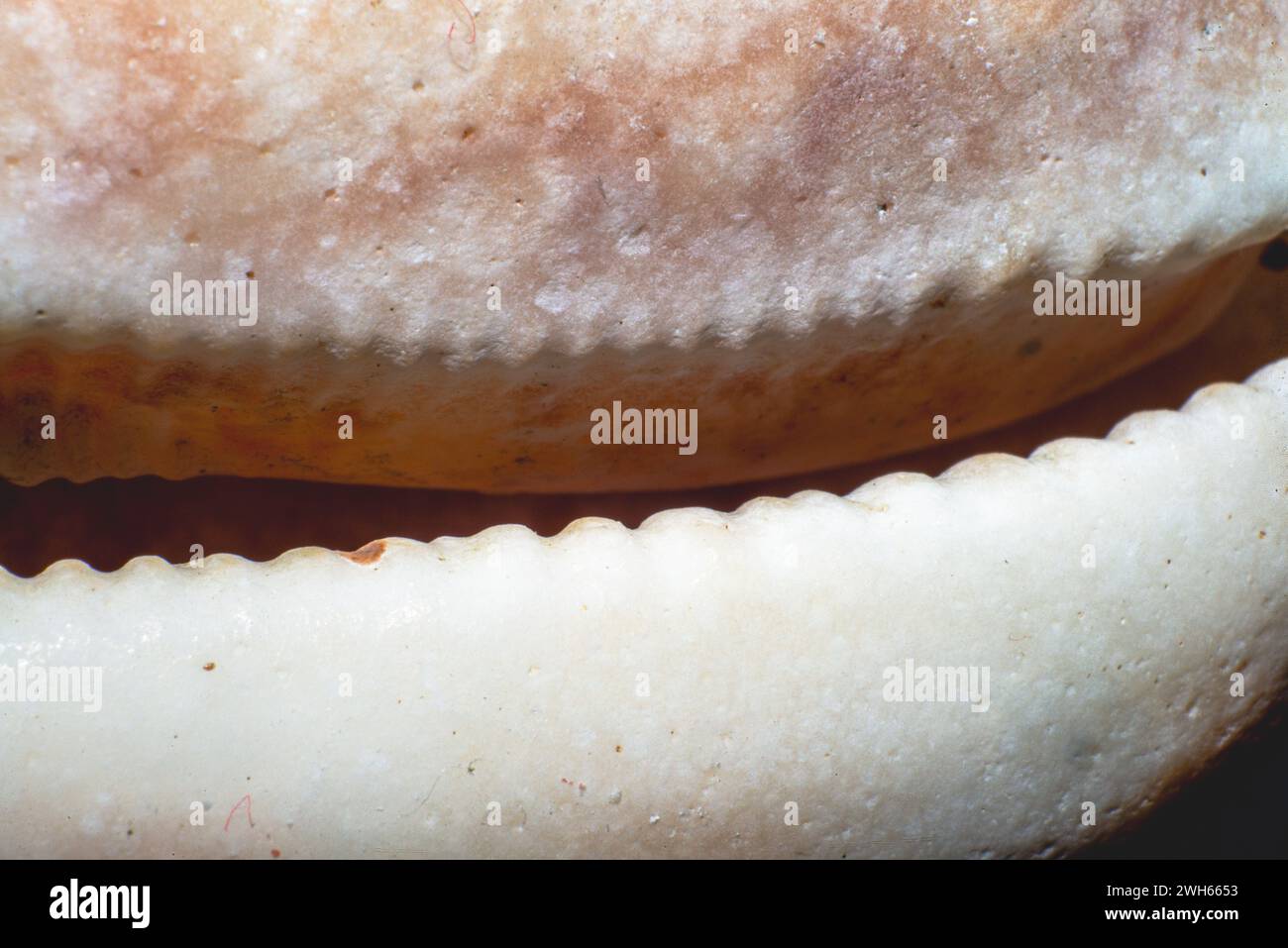 Une photo macro captivante mettant en évidence la pointe complexe d'un coquillage de l'espèce Chyprea, mettant en évidence sa beauté et ses motifs complexes. Banque D'Images
