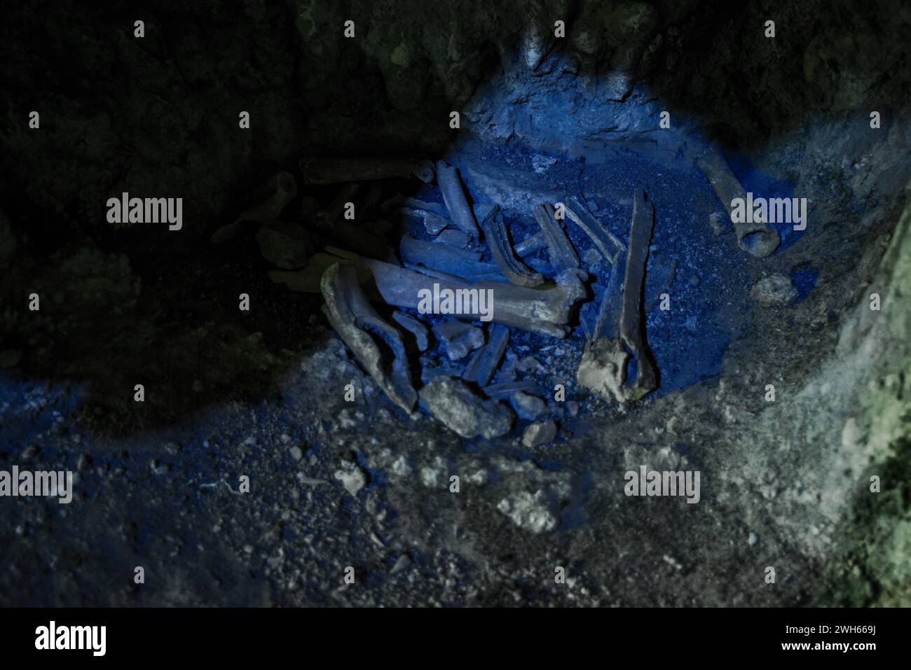 Découvrez des ossements anciens dans une grotte mystérieuse, vestiges d'une histoire oubliée, récits de la vie préhistorique et merveilles archéologiques. Banque D'Images