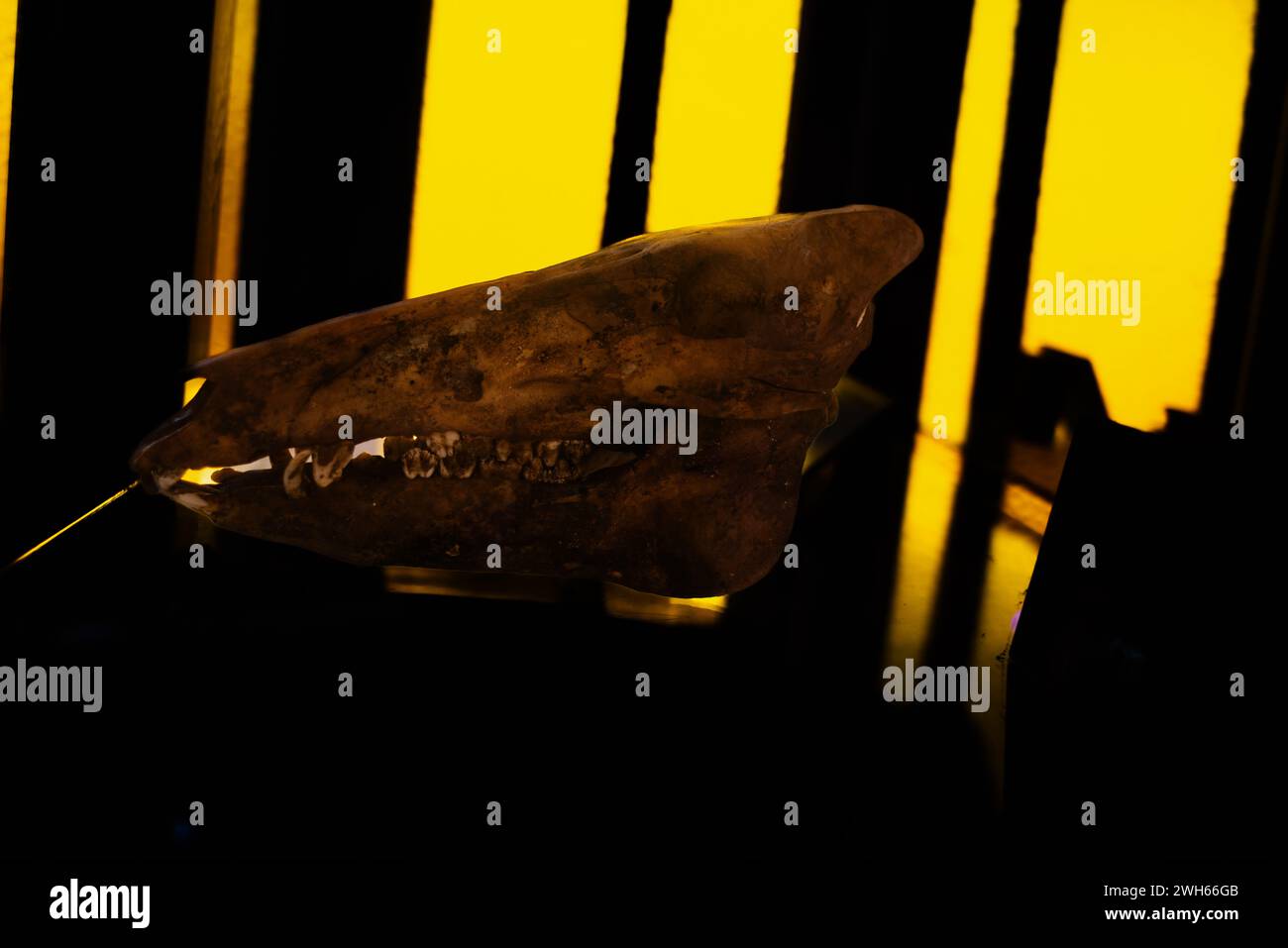 Une exposition étrange mais éducative mettant en vedette un squelette de crâne dans un musée, démêlant les mystères des os anciens et des structures osseuses Banque D'Images
