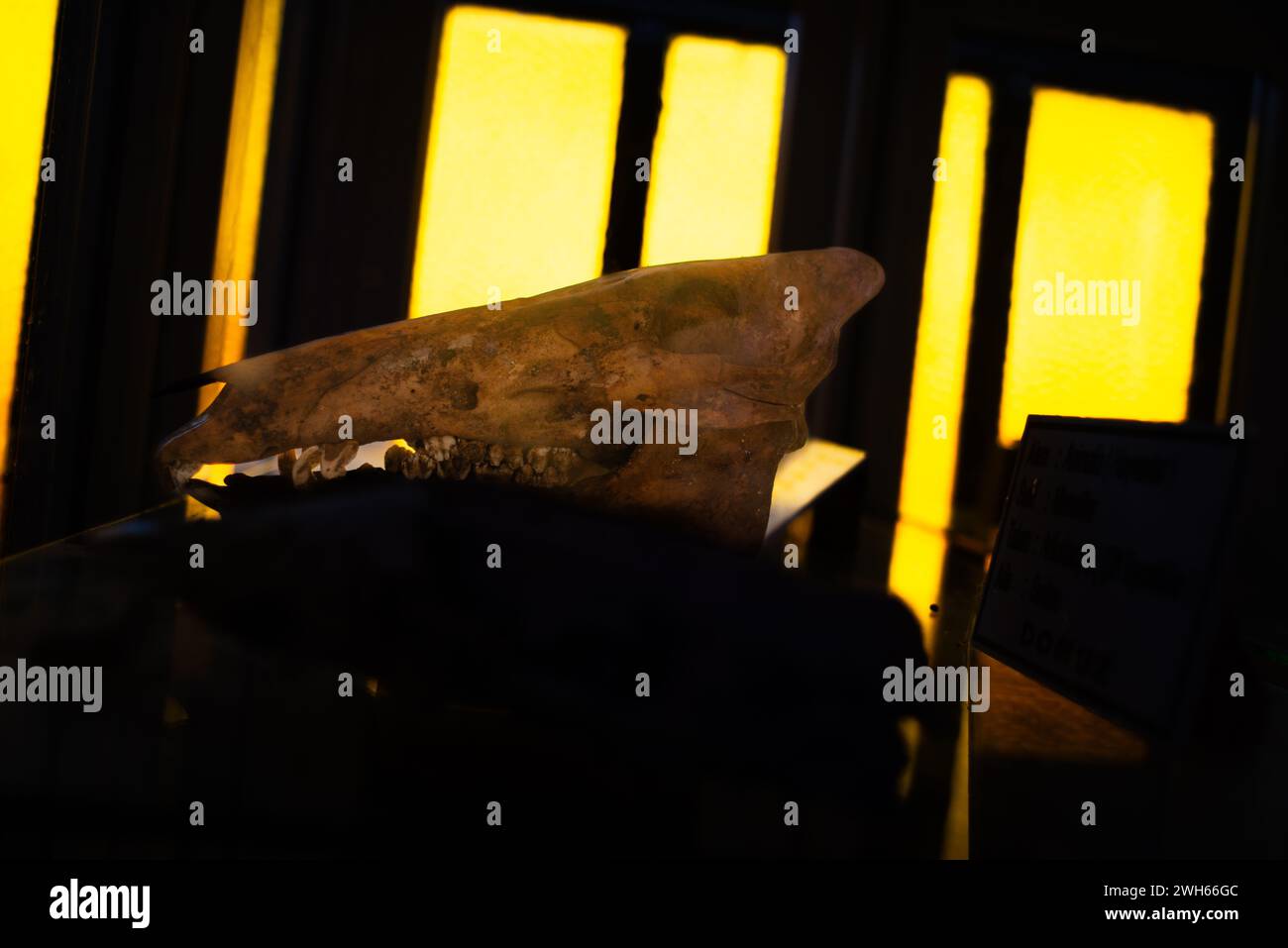 Une exposition étrange mais éducative mettant en vedette un squelette de crâne dans un musée, démêlant les mystères des os anciens et des structures osseuses Banque D'Images