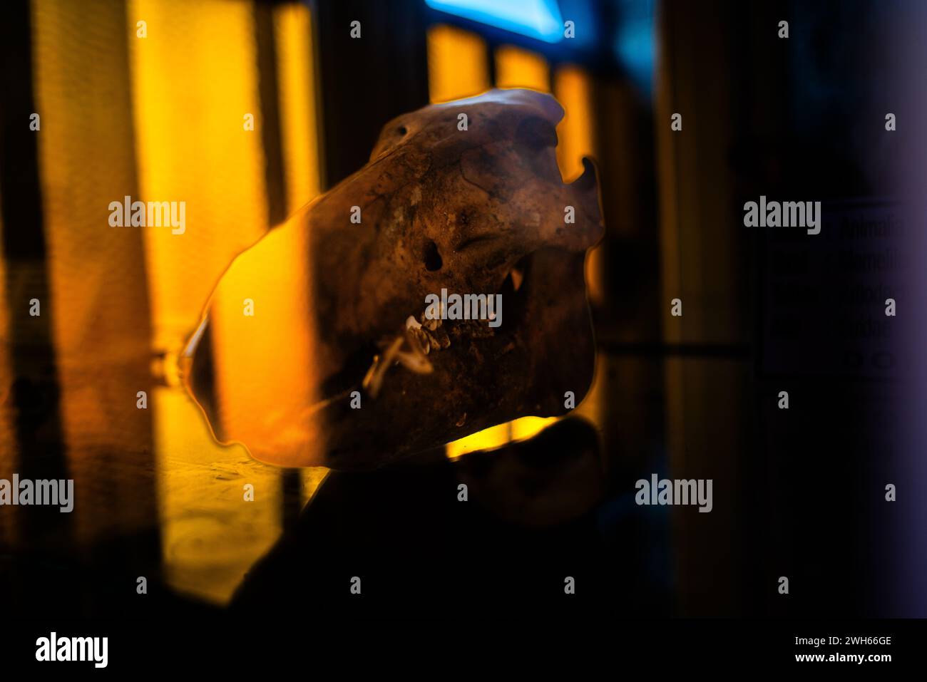 Une exposition étrange mais éducative mettant en vedette un squelette de crâne dans un musée, démêlant les mystères des os anciens et des structures osseuses Banque D'Images