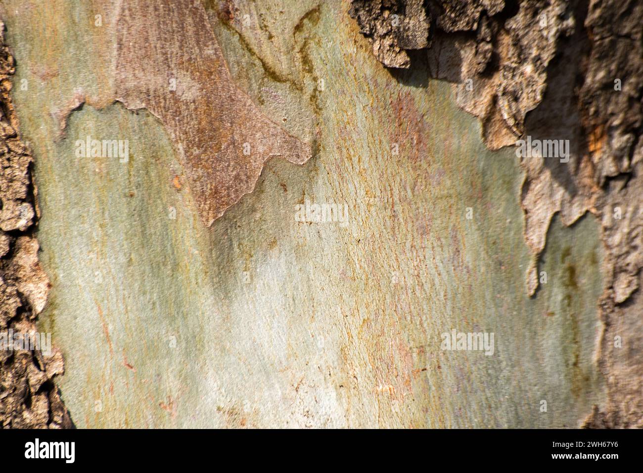 Une photo en gros plan capture la beauté texturée d'un tronc d'arbre, révélant les motifs complexes. Banque D'Images