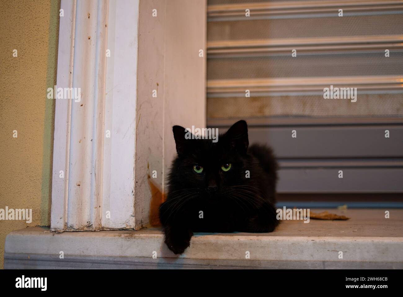 Un charmant chat errant parcourt les rues d'Istanbul, incarnant l'indépendance urbaine et le charme de la vie de rue, avec une curiosité adorable. Banque D'Images