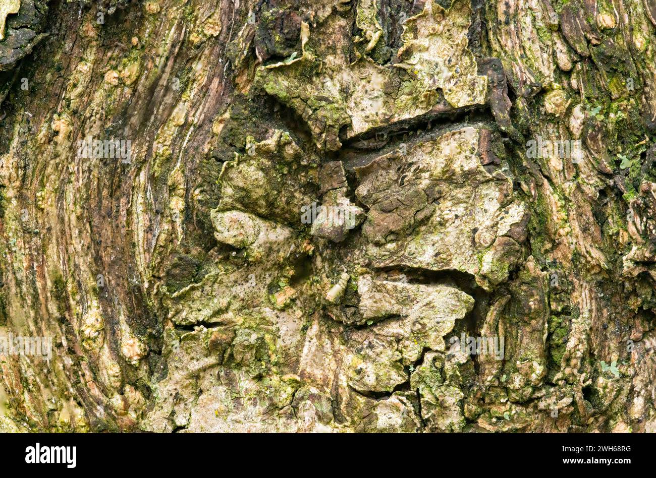 Vue rapprochée d'un nœud dans l'écorce du tronc d'un olivier. Mousse verte poussant dans les fissures Banque D'Images