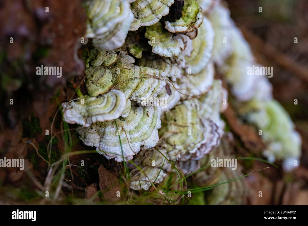 Une image en gros plan d'un champignon polyporeux à plusieurs zones poussant sur un tronc d'arbre, de champignons de plateau poussant sur l'écorce pourrie de rondins en forêt Banque D'Images