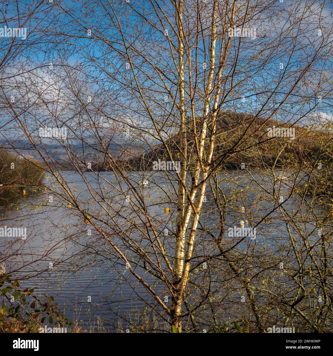 Bouleau à Loch Lomond, Écosse Banque D'Images