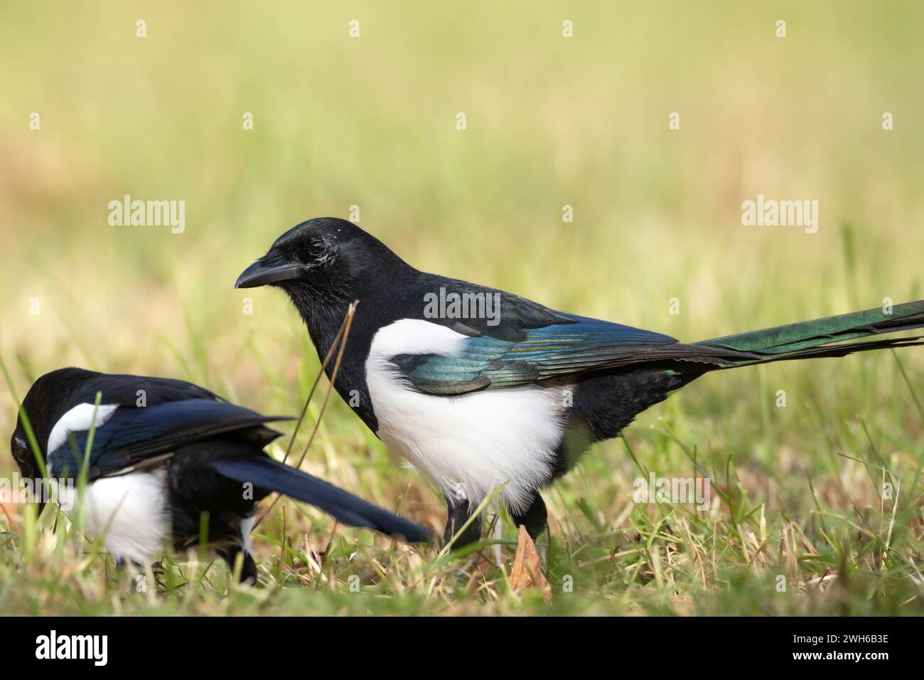 Oiseau - pie commune pica pica, oiseau très intelligent et intelligent avec plumage noir et blanc sur fond brun Banque D'Images