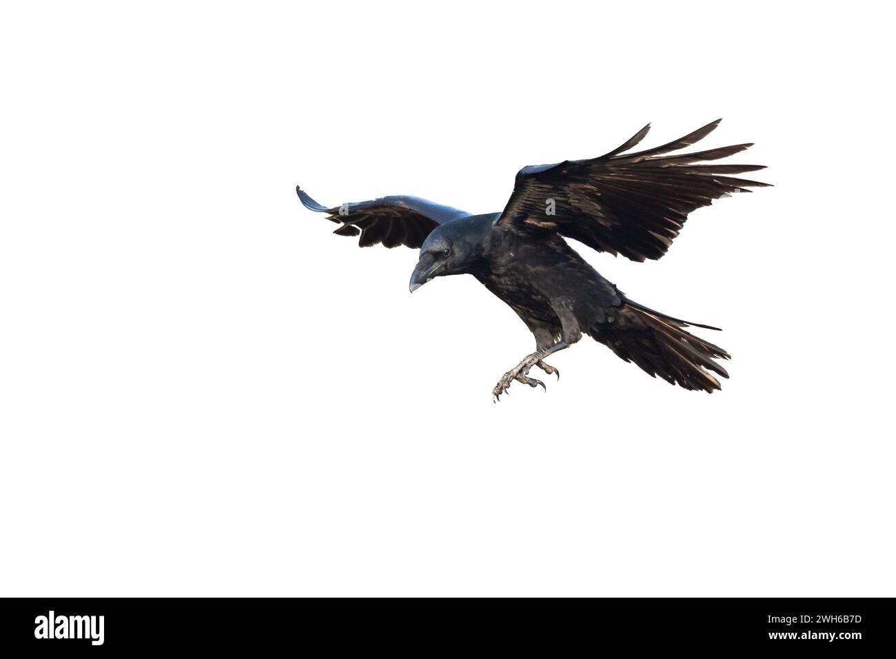 Oiseaux volants ravensisolés sur fond blanc Corvus corax. Halloween - silhouette d'un grand oiseau noir en vol Banque D'Images