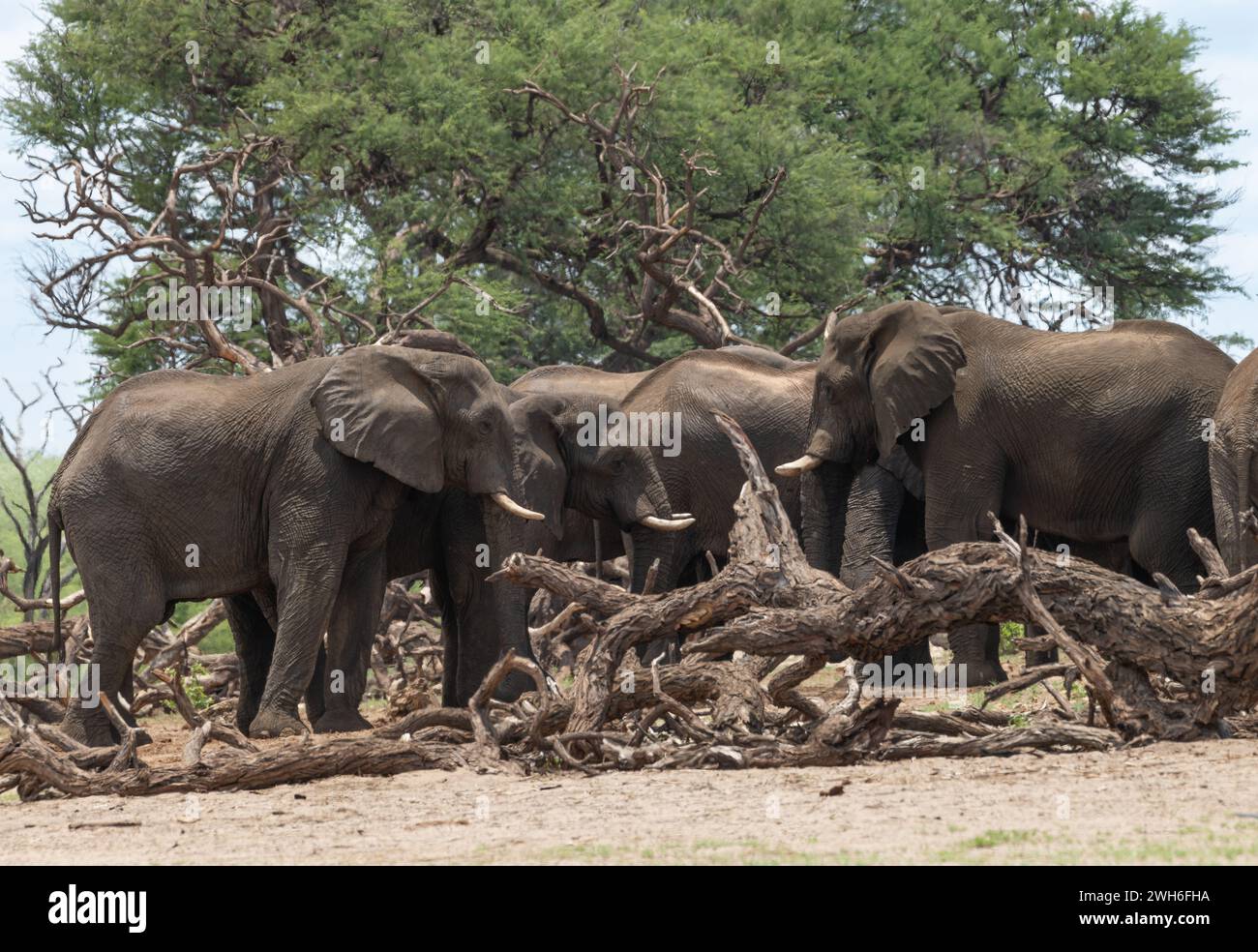 Éléphants dans le parc national de Bwabwata, Caprivi, Namibie Banque D'Images