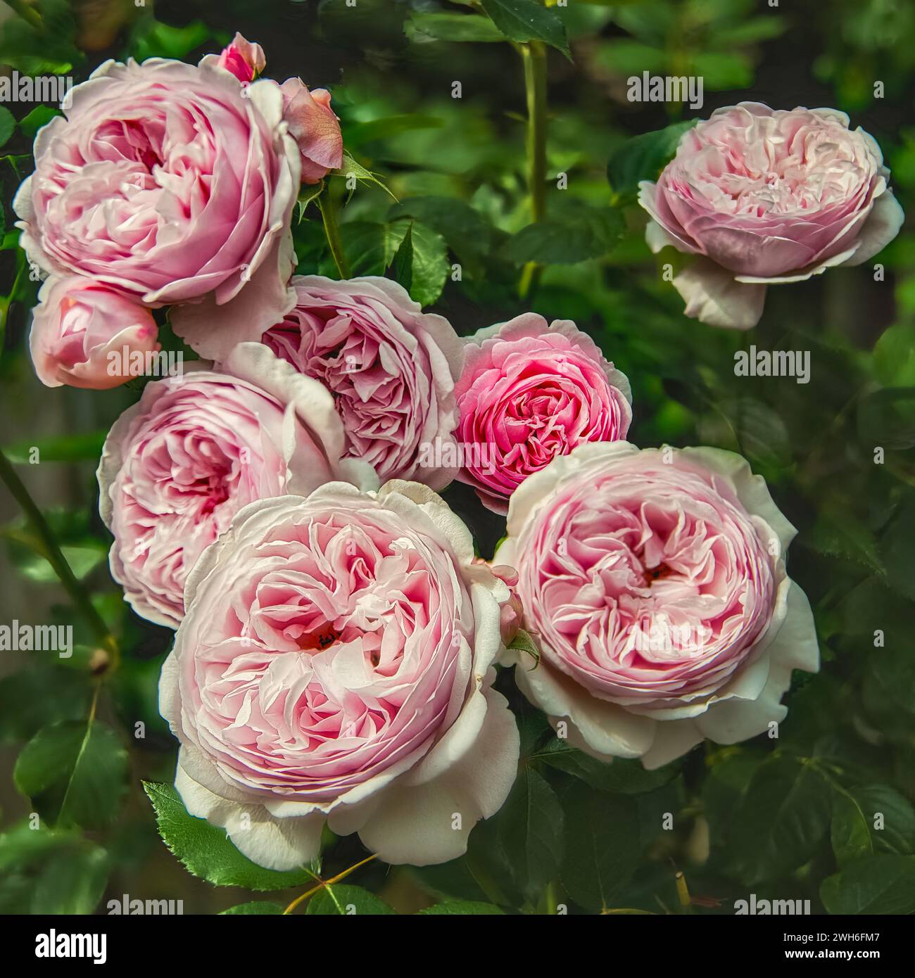 Vieilles roses anglaises II Banque D'Images