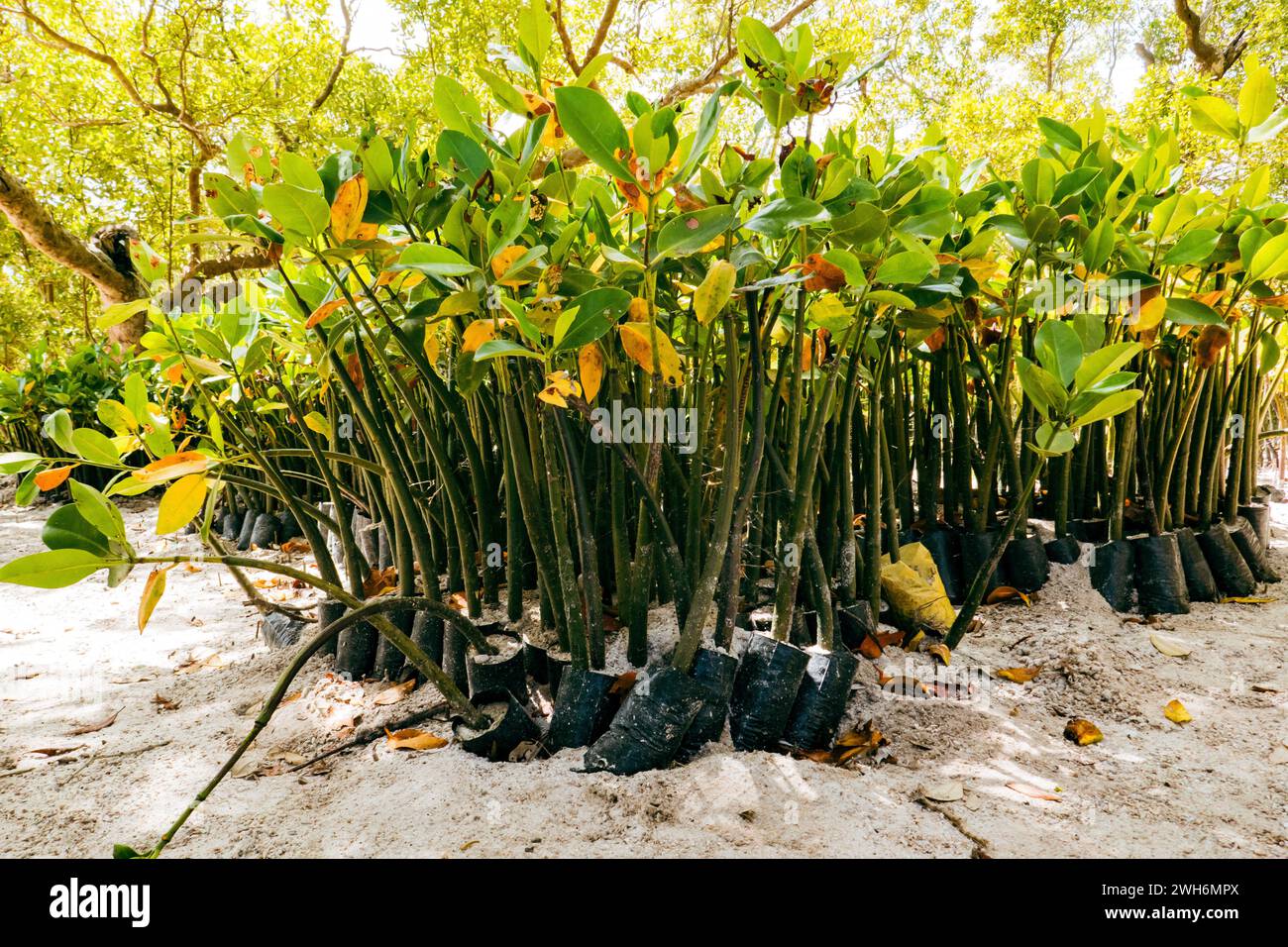 Semis de mangrove blanche sur la plage de Mida Creek à Watamu, Malindi, Kenya Banque D'Images