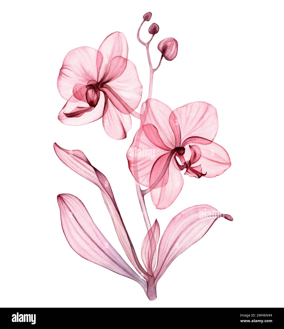 Fleurs d'orchidée transparentes. Bouquet d'aquarelle avec plante d'orchidée en couleur rose pastel. Composition vibrante et lumineuse dans un style classique moderne. Main Banque D'Images