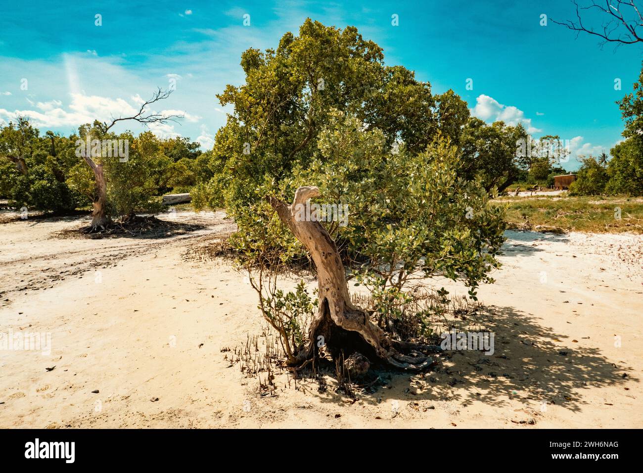 Vue panoramique des arbres de mangrove poussant sur la plage de sable de Mida Creek pendant la marée basse à Waatamu, Malindi, Kenya Banque D'Images