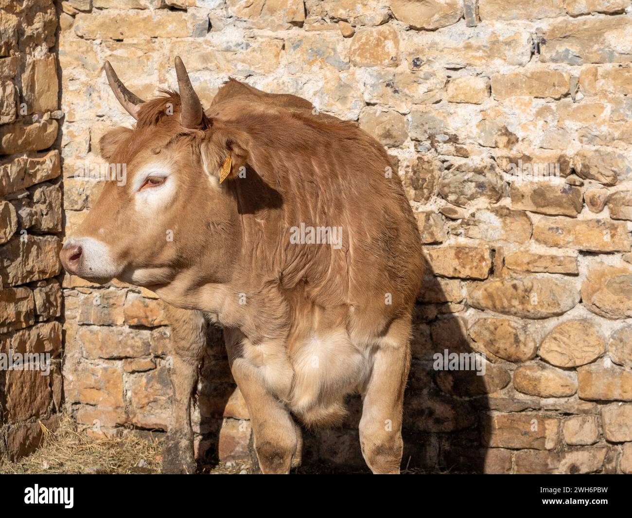 Vache brune des Pyrénées exposée à la foire Ainsa Huesca. Jersey vache étant prise à une foire du comté où elle est entrée en compétition. Banque D'Images