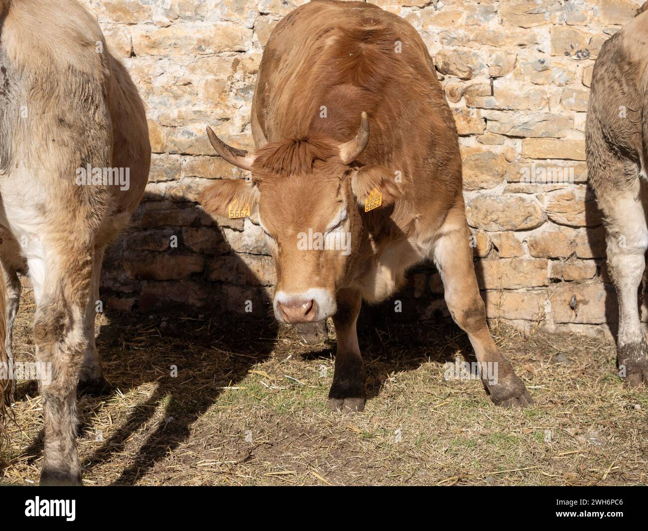Vache brune des Pyrénées exposée à la foire Ainsa Huesca. Jersey vache étant prise à une foire du comté où elle est entrée en compétition. Banque D'Images