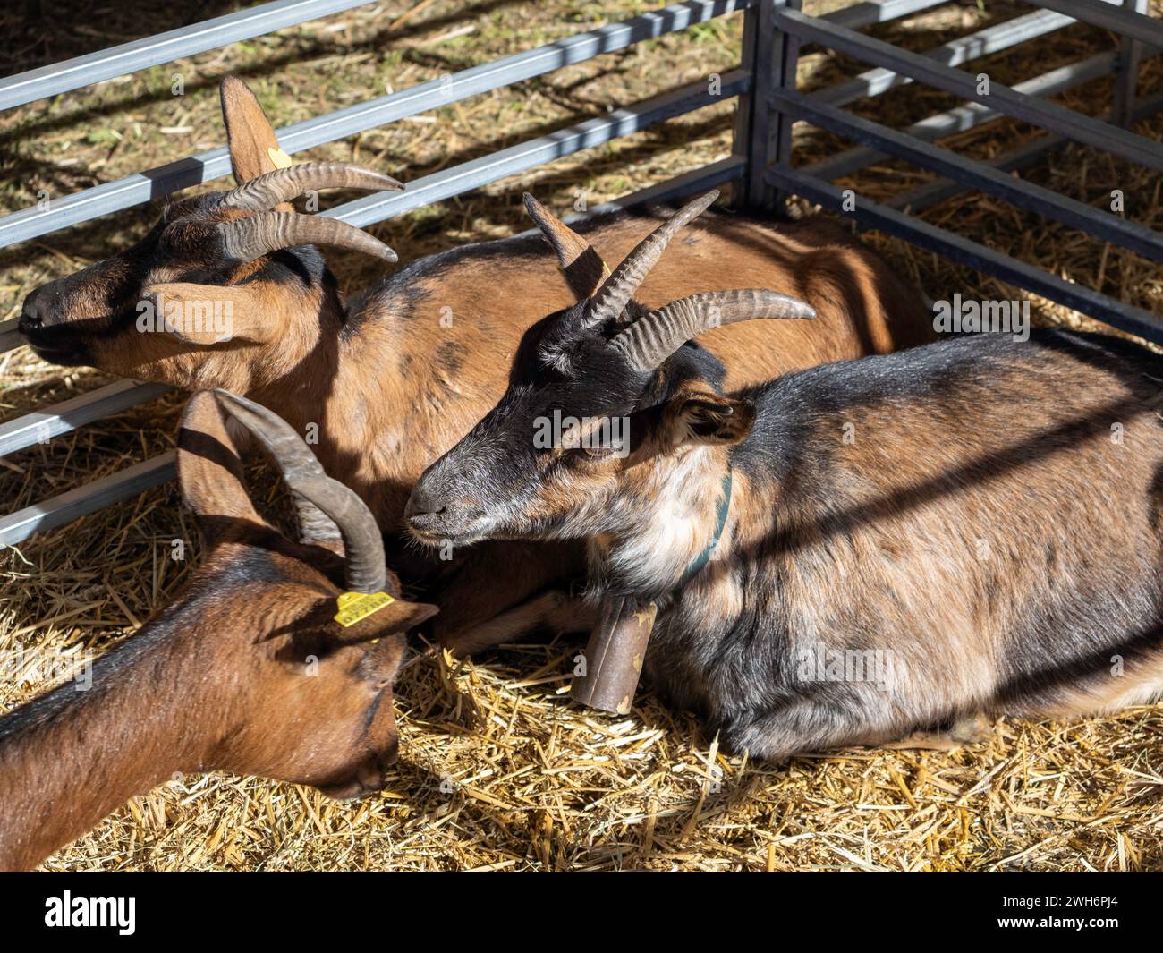 Portrait d'une chèvre dans une ferme du village. Belle chèvre posant. portrait d'une chèvre. Belle chèvre agricole avec de grandes cornes Banque D'Images