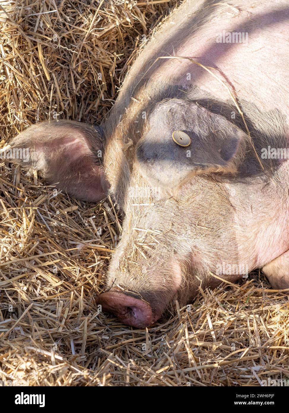 Viande de Latón de la Fueva.laton de la fueva le cochon heureux Banque D'Images