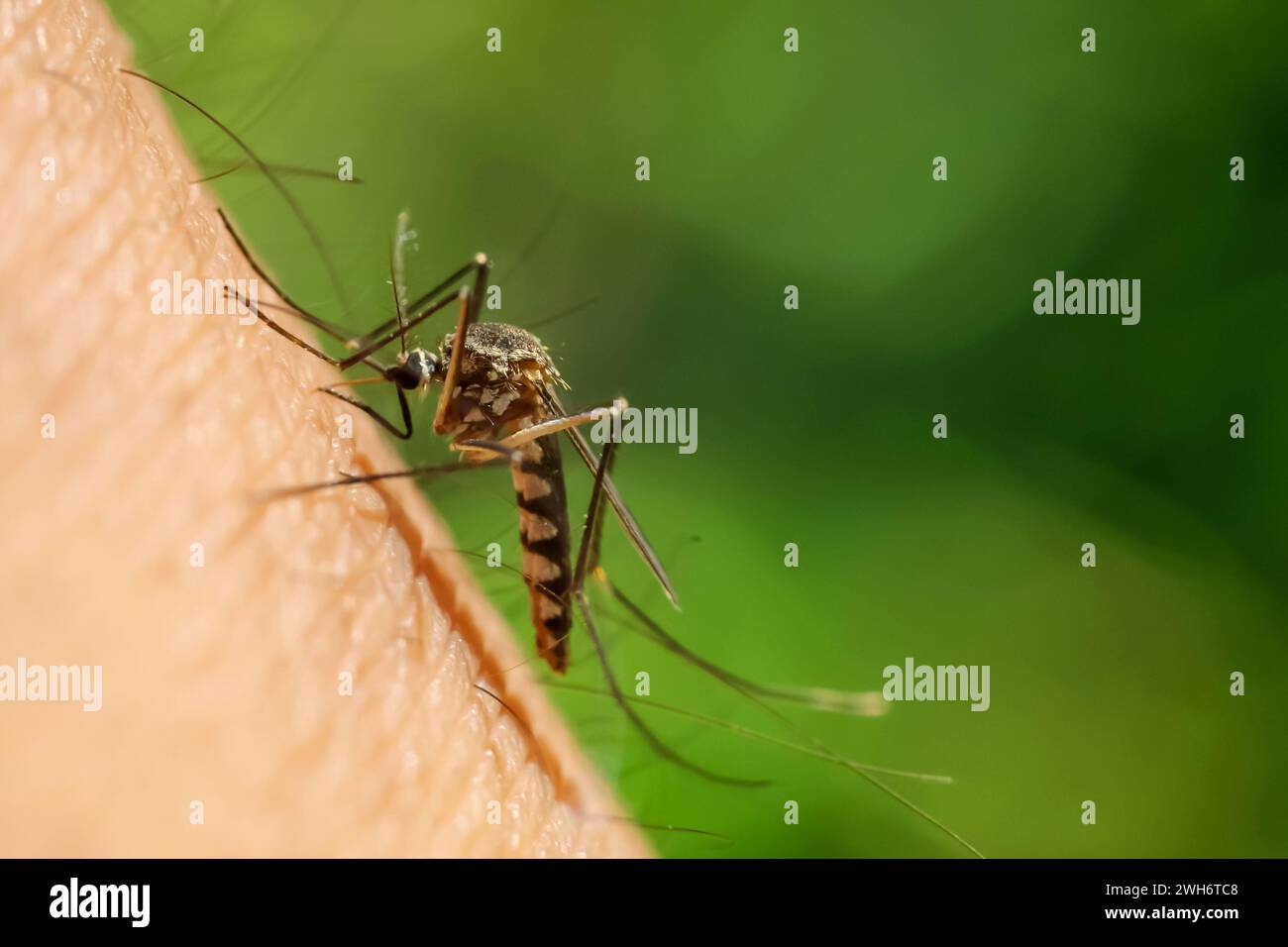 Le moustique Aedes aegypti suce le sang sur la peau humaine Banque D'Images