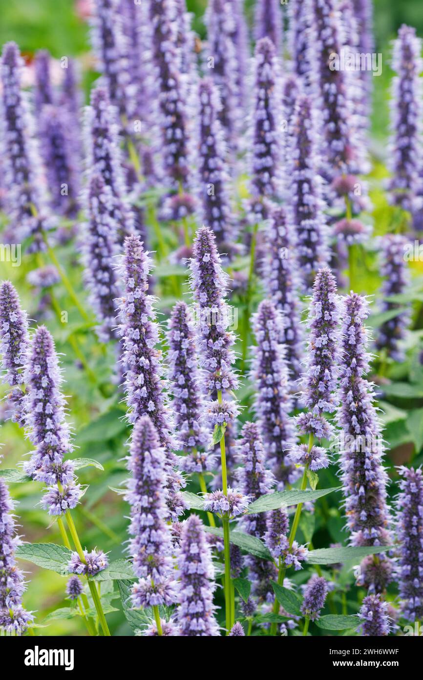 Fleurs Agastache 'Blue Fortune' Banque D'Images