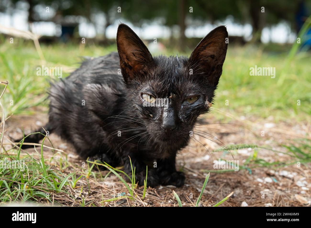 Chat noir sale dans les buissons Banque D'Images