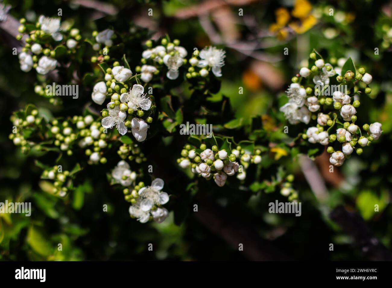 Bariloche, Argentine, 8 février 2023, espèce de flore indigène poussant dans le parc national Nahuel Huapi. (Photo : Néstor J. Beremblum) Banque D'Images