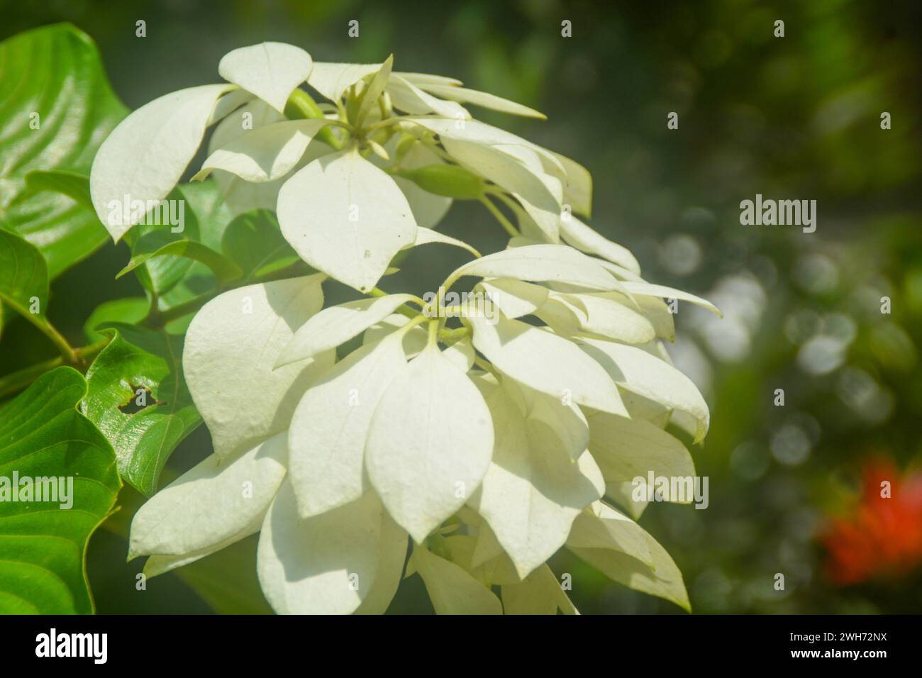 Plantes tropicales d'Indonésie. Jardins en Indonésie. Banque D'Images